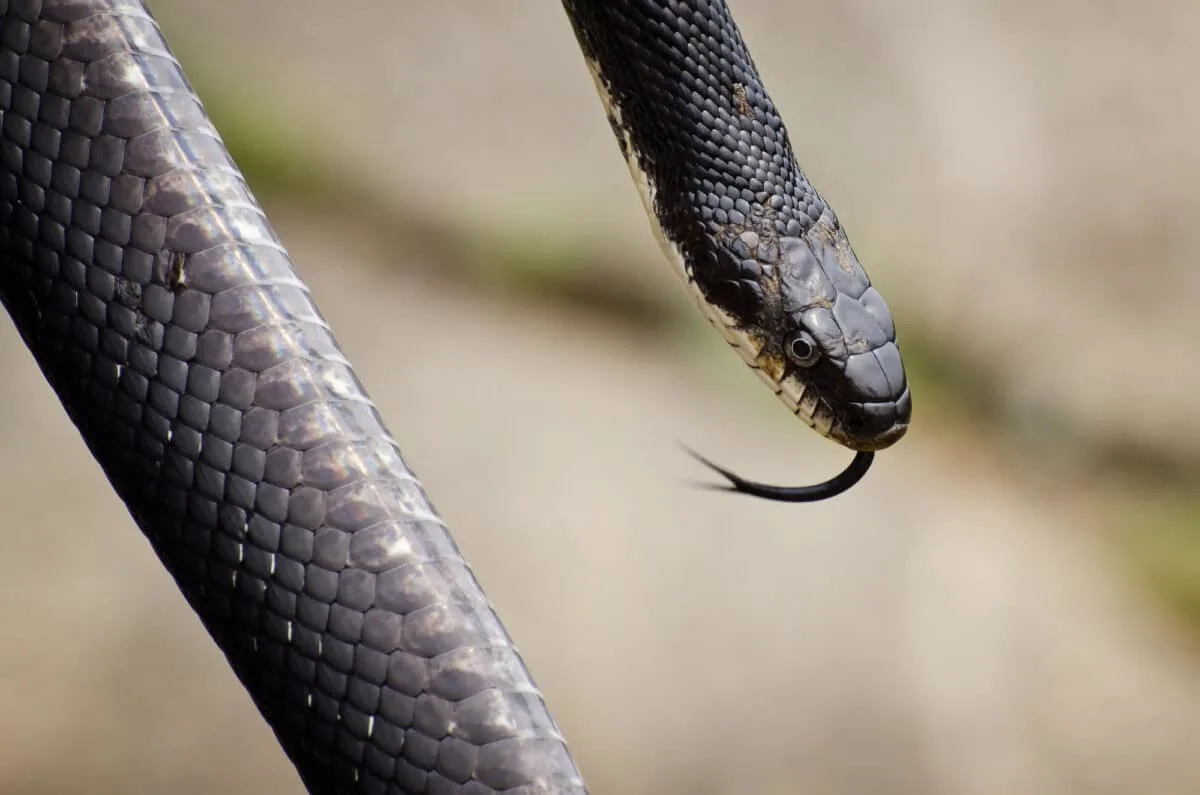 Rat Snake Bites