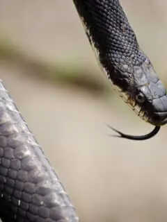 Rat Snake Bites