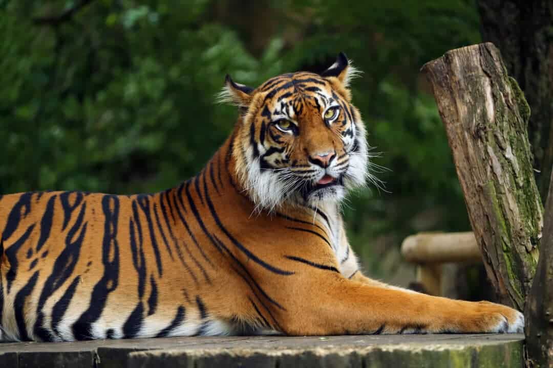Sumatran Tiger vs. Nile Monitor - Animals Around The Globe