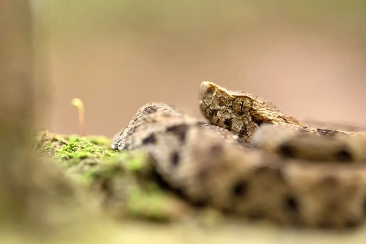 Lancehead endangered reptile