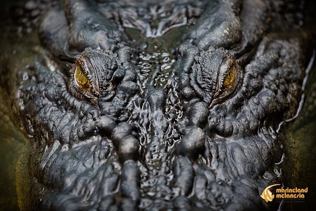 The Largest Crocodile on Record Celebrates his 120th Birthday