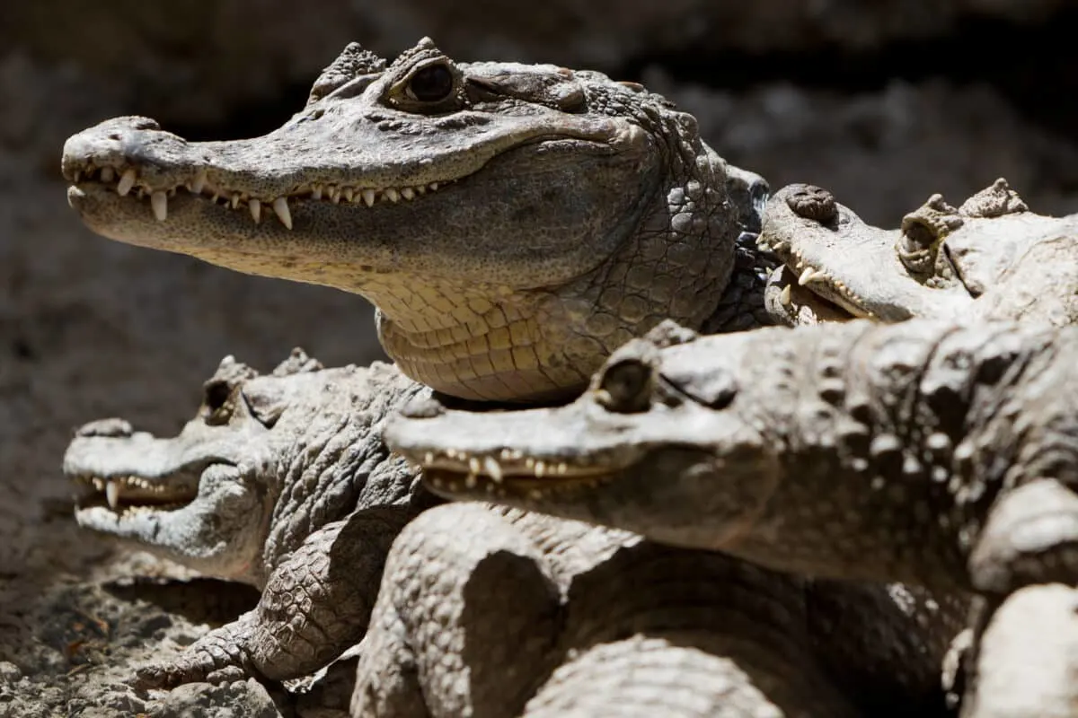 black caiman