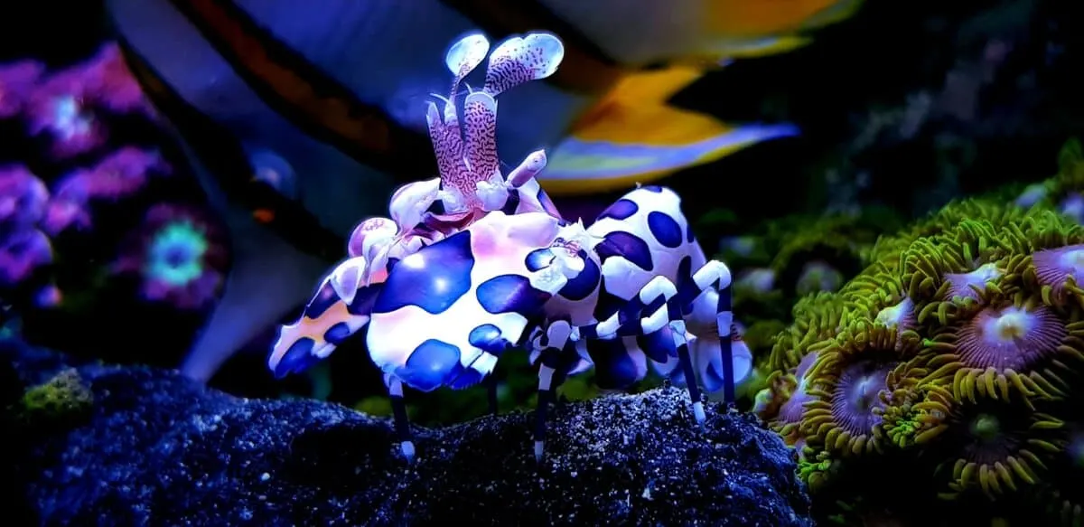 harlequin shrimp