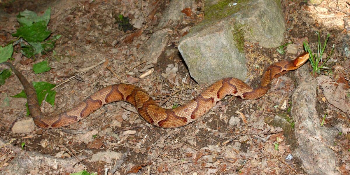 Copperhead Snake Bite