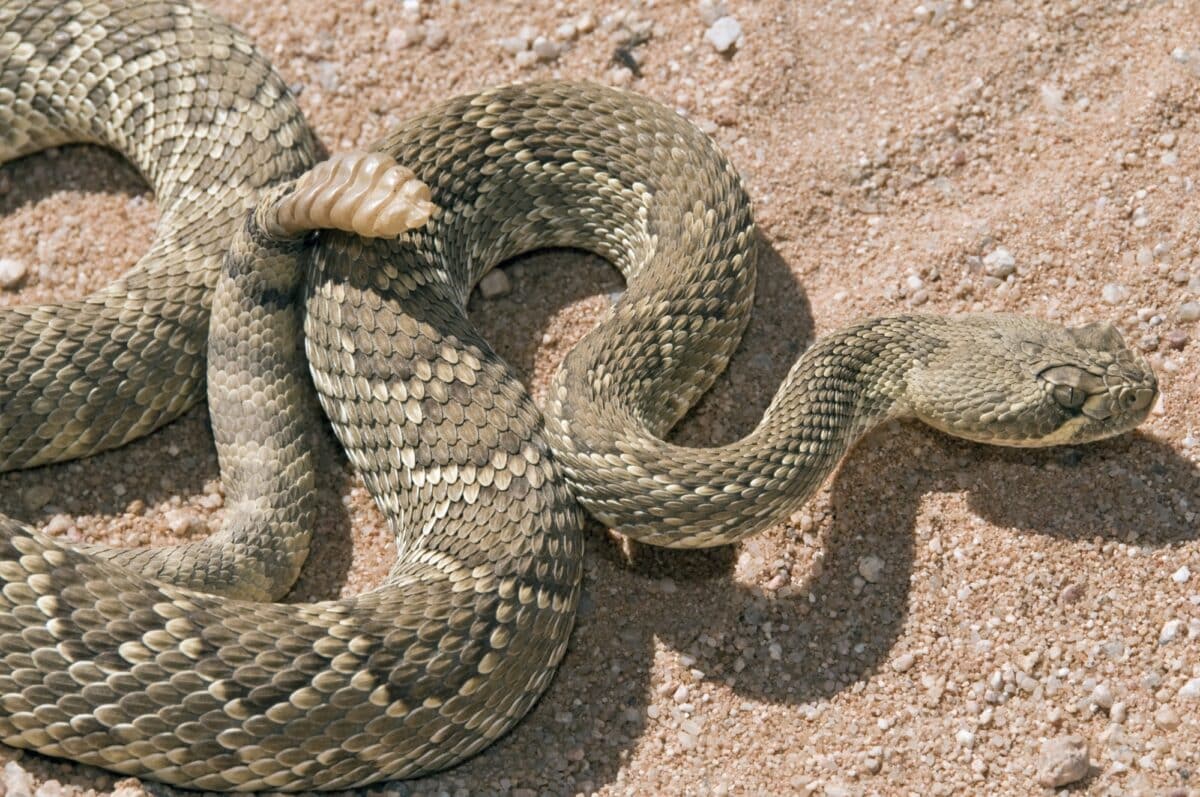 Mojave Rattlesnake Bite