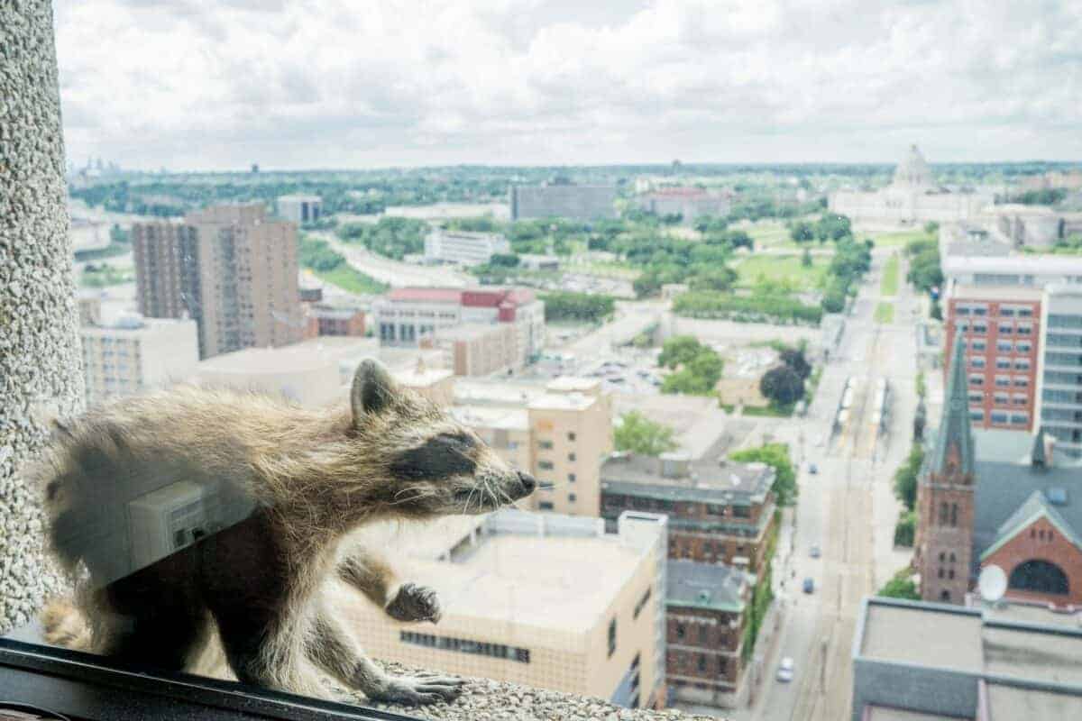 raccoon scaling a skyscraper