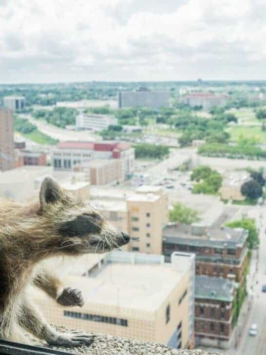Watch This Raccoon Scaling a Skyscraper