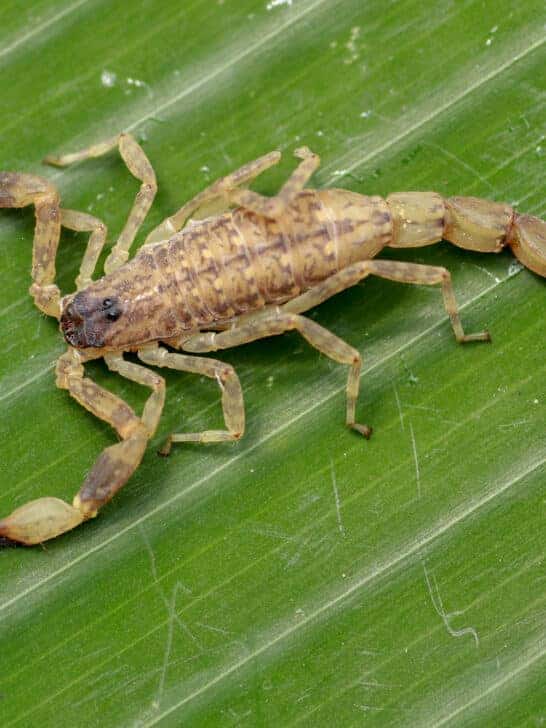 Venomous Deathstalker Scorpion Sting