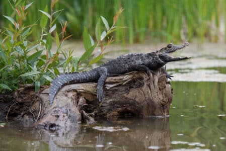 Largest Black Caiman Ever Recorded - Animals Around The Globe