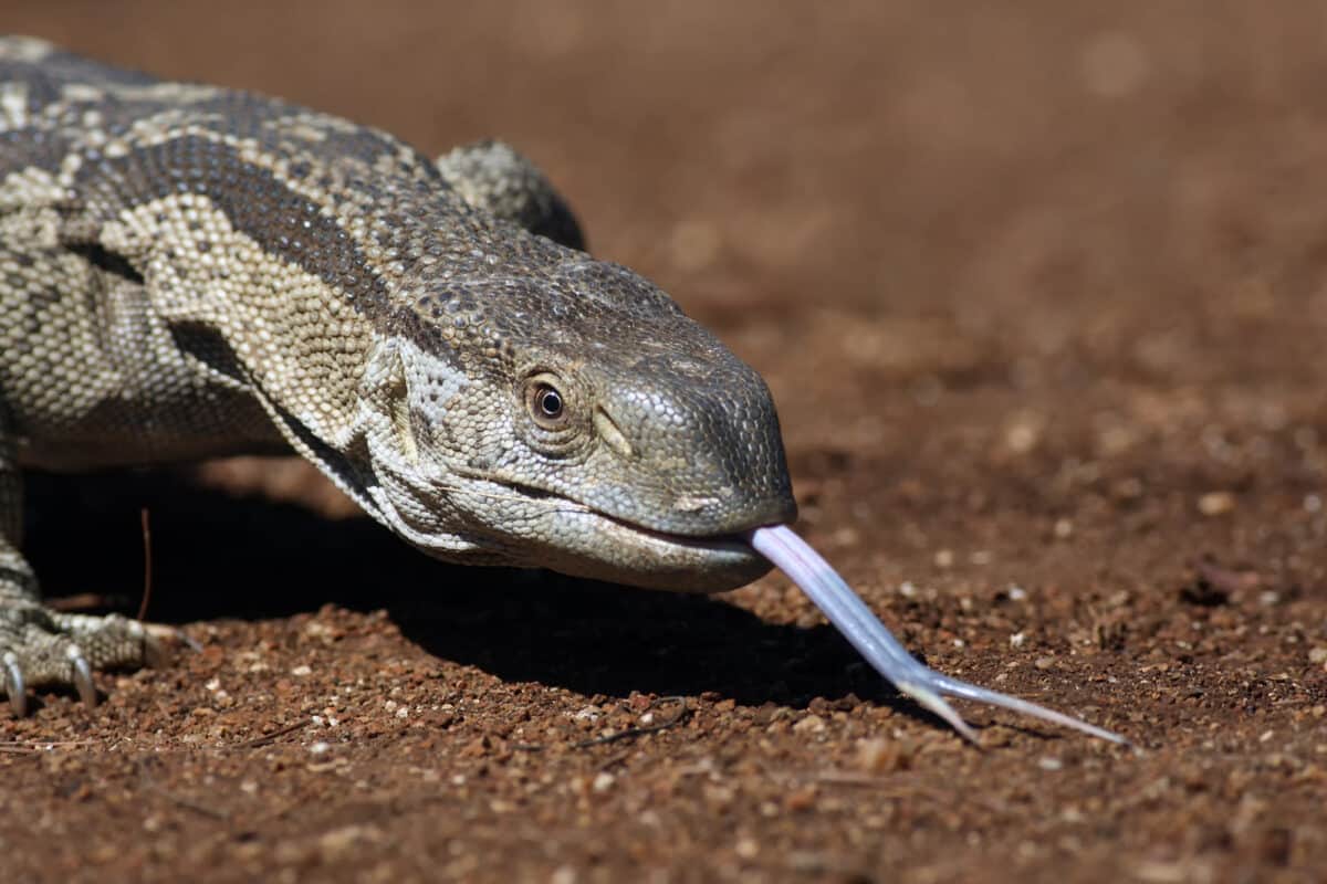 nile monitor