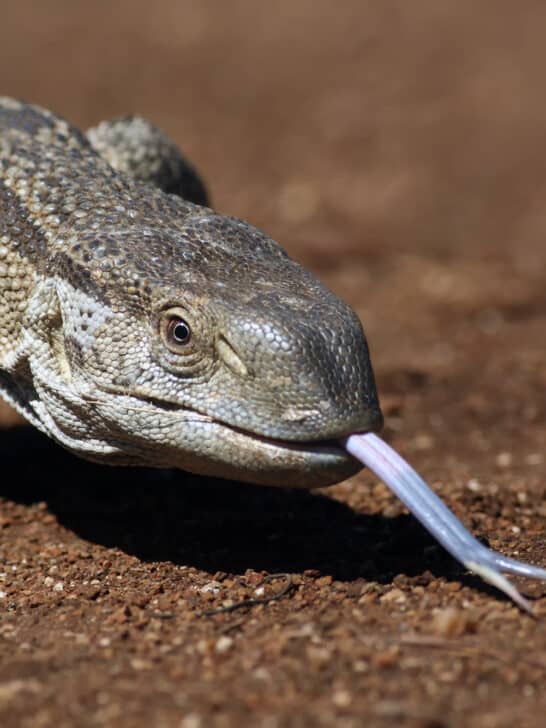 Sumatran Tiger vs. Nile Monitor
