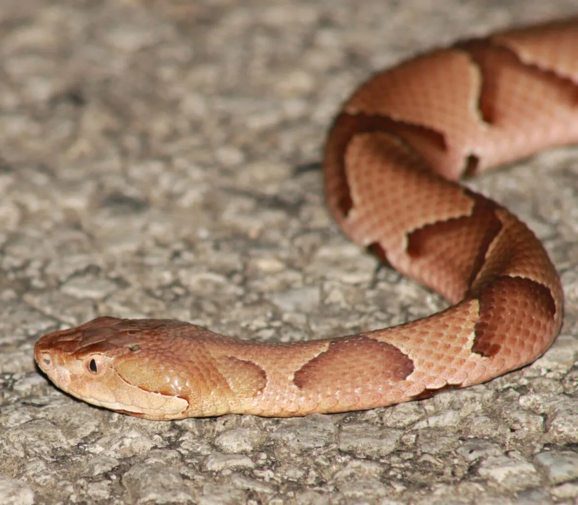 Copperhead Snake Bite