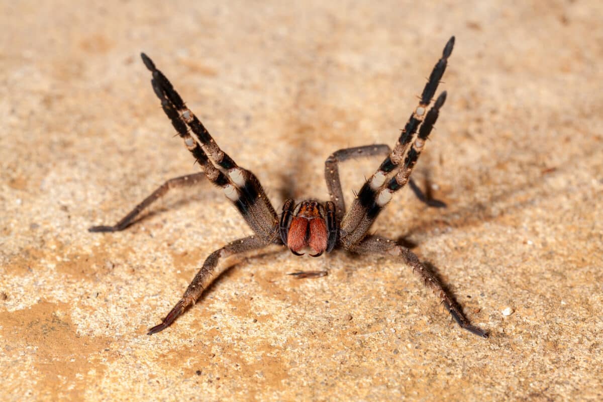 brazilian wandering spider effects on females