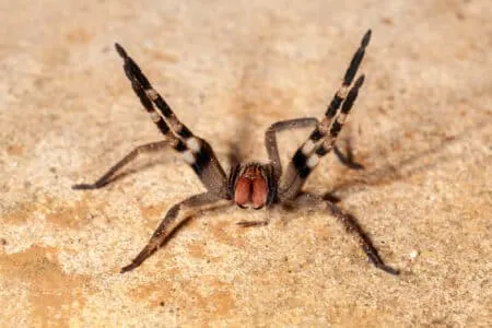 Brazilian Wandering Spider Bite
