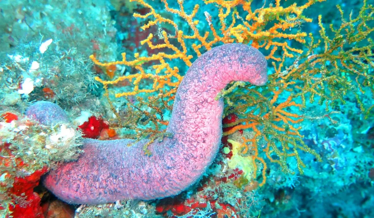 Sea Cucumber