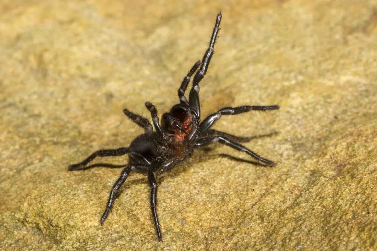 Sydney Funnel-Web Spider Bite