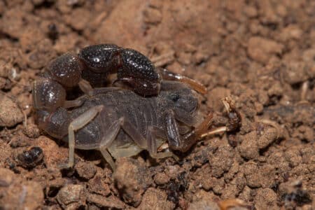 The World’s Most Poisonous Creatures — Ranked by Lethality
