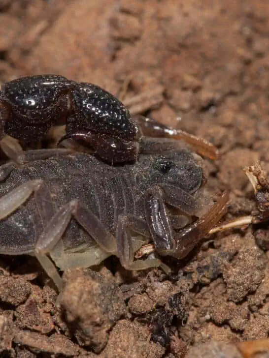 The World’s Most Poisonous Creatures — Ranked by Lethality