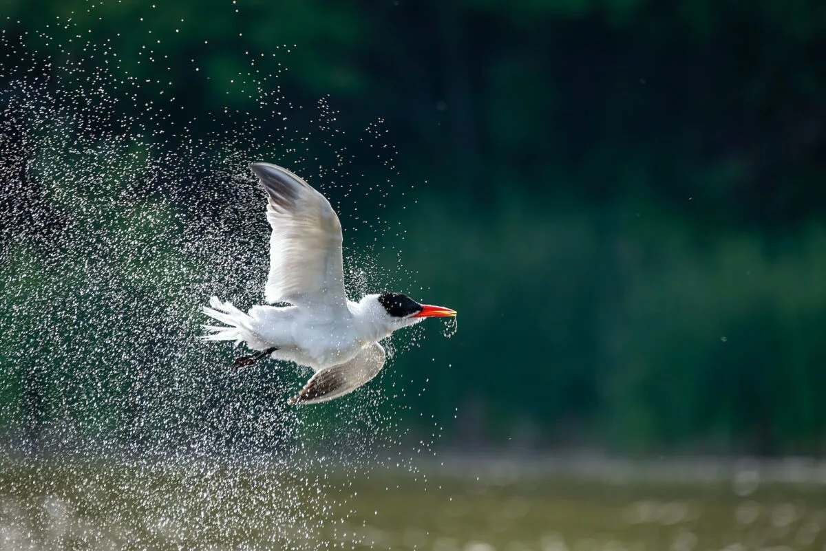 Arctic Tern