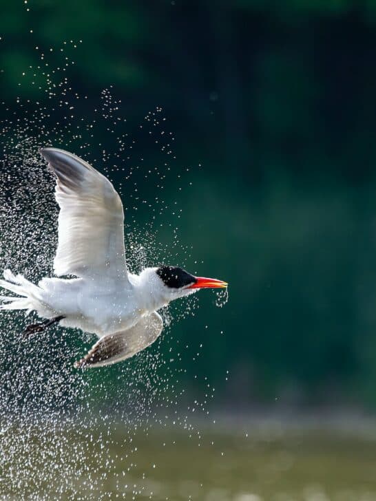 Discover The Epic Journey Of The Arctic Tern