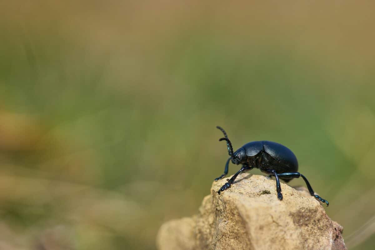 dung beetle