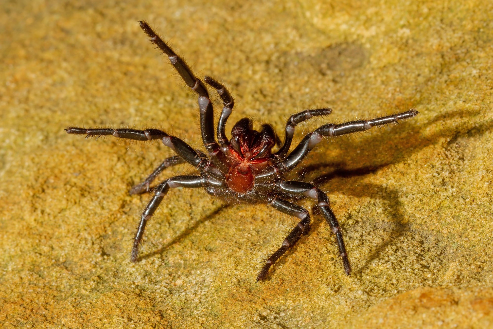Largest Sydney FunnelWeb Spider Ever Recorded Animals Around The Globe