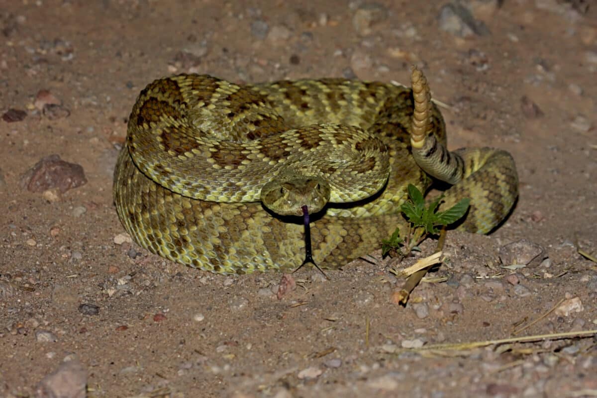 Mojave Rattlesnake Bite