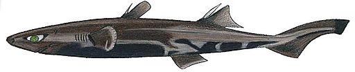 Dwarf Lantern Shark