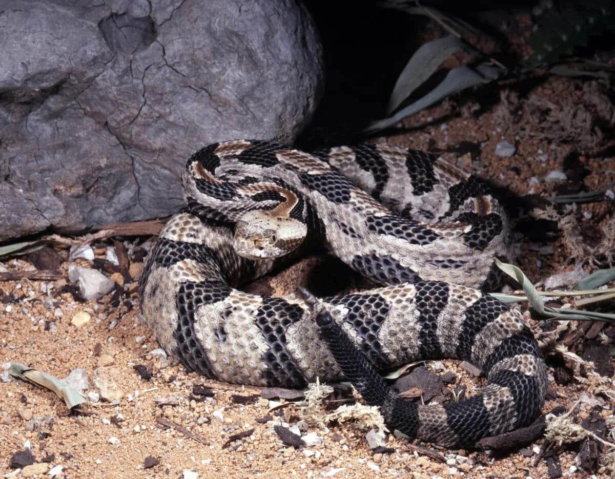 timber rattlesnake