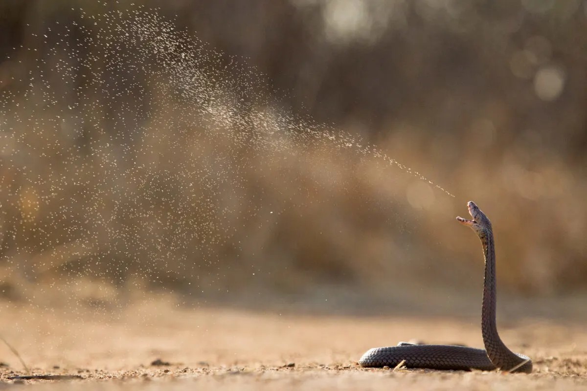 spitting cobra