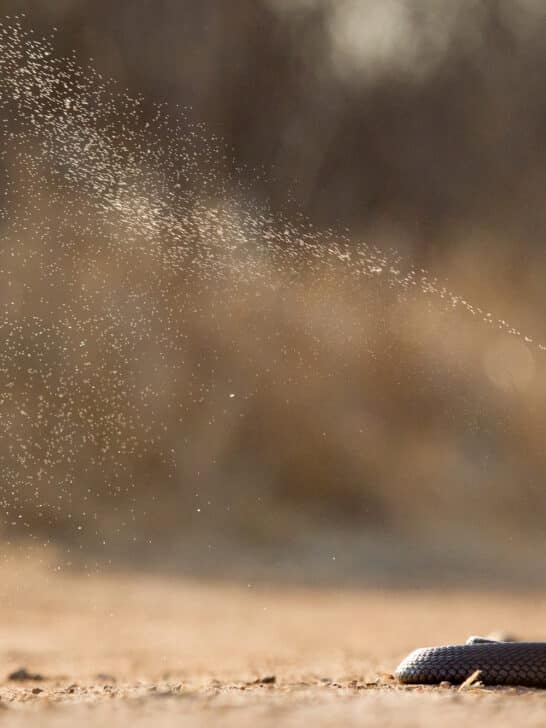Milk Snake vs Spitting Cobra
