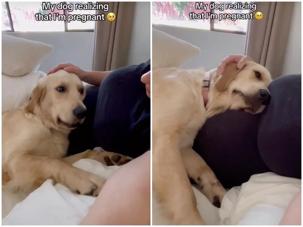 Dog's Adorable Reaction to Owner's Pregnancy