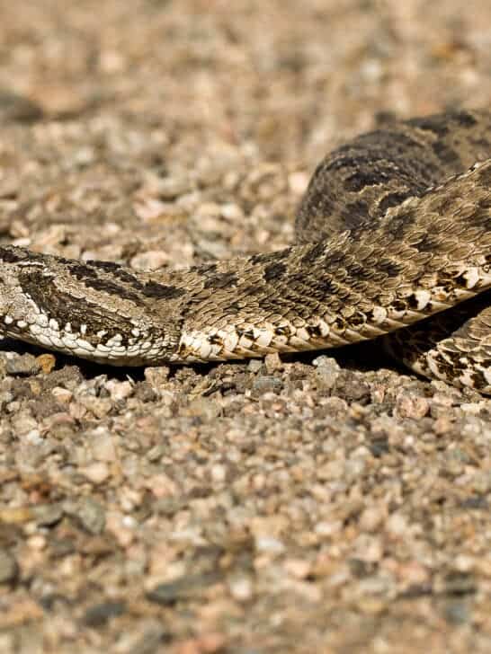 Watch 5-Foot Lancehead Snake Set New Size Milestone