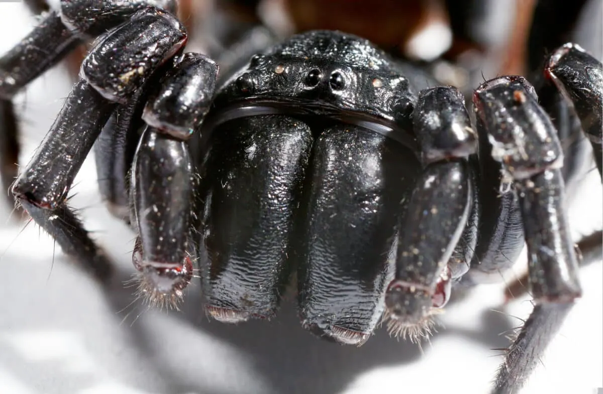 Sydney funnel-web spider