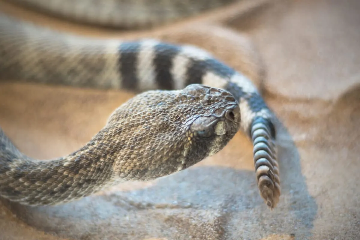 western diamondback rattlesnake bite