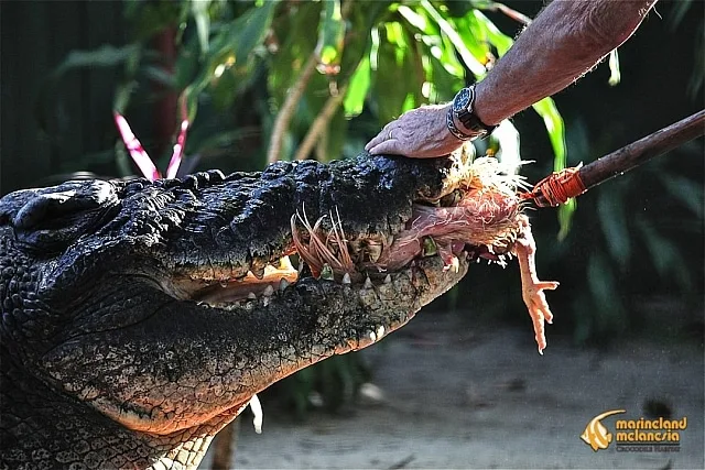 Cassius, the Largest Crocodile on Record, Celebrates an Astounding 120th Birthday.