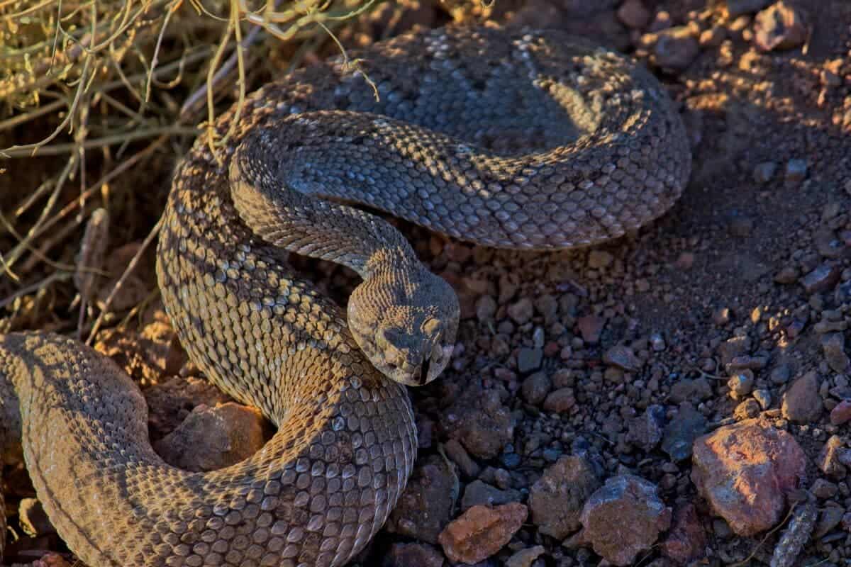 western diamondback rattlesnake bite