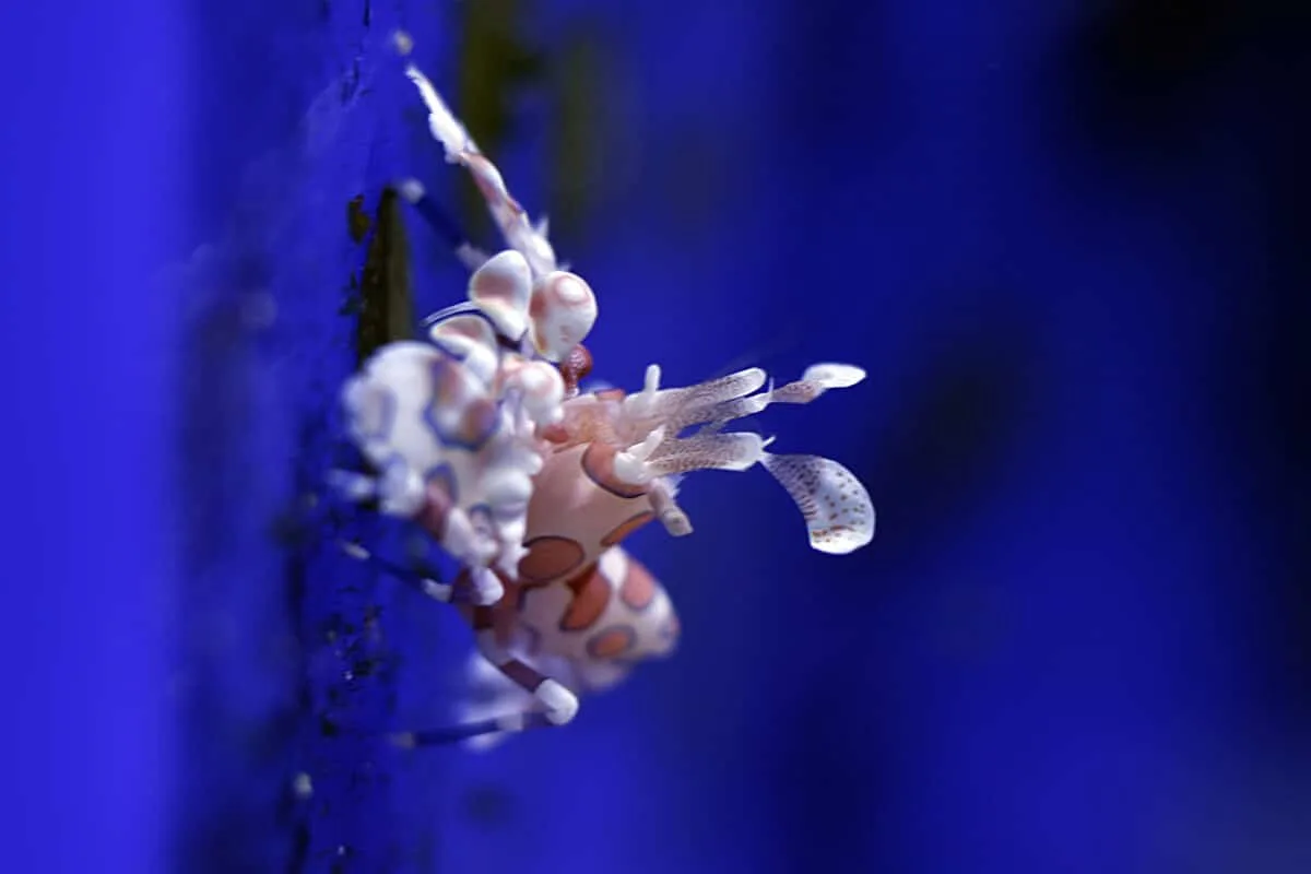 harlequin shrimp