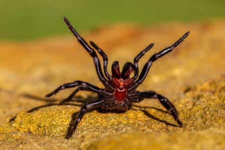 Sydney Funnel-Web Spider Bite