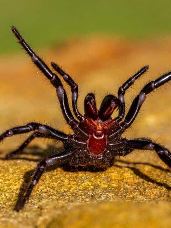 Largest Sydney Funnel-Web Spider Ever Recorded