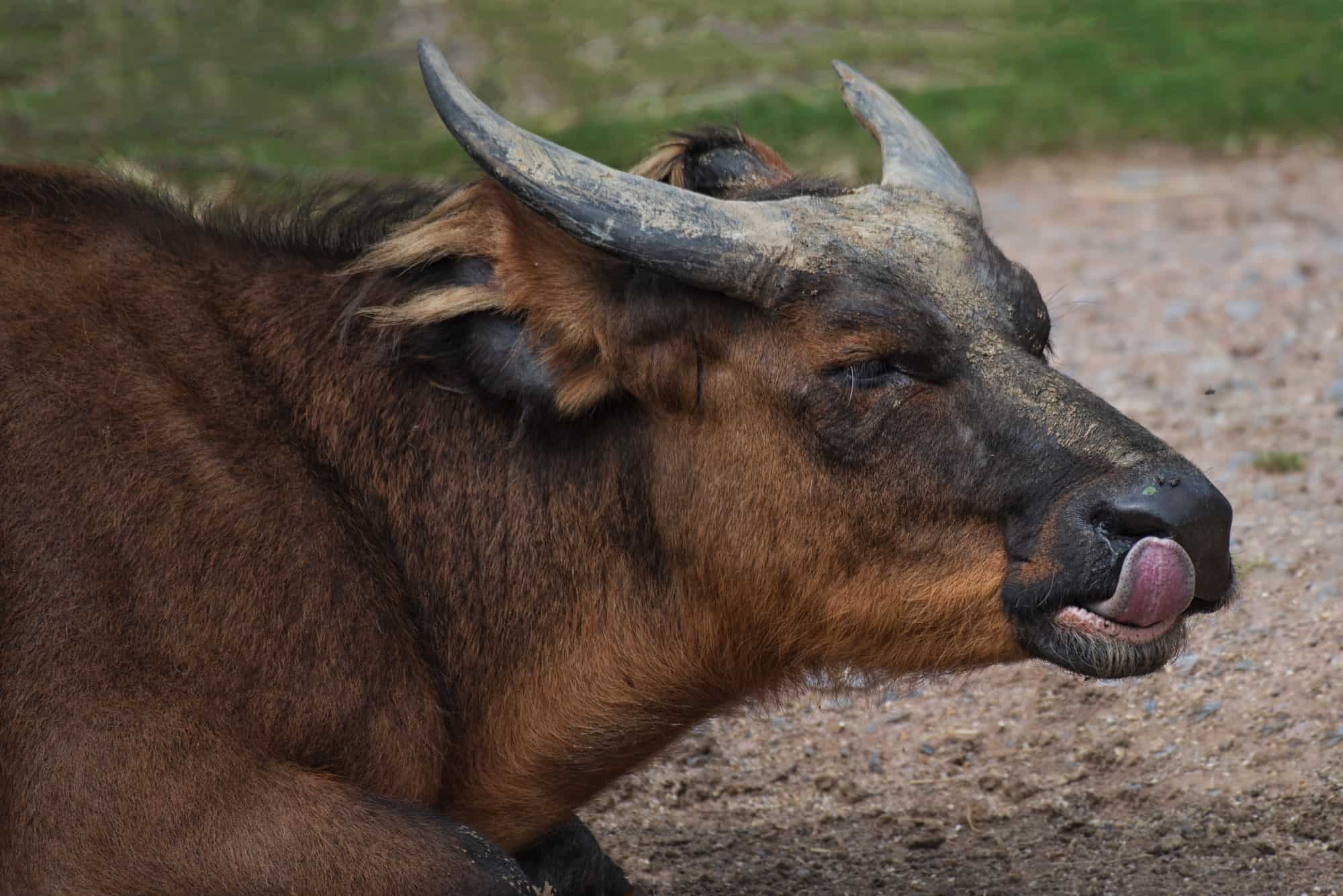 African Forest Buffalo