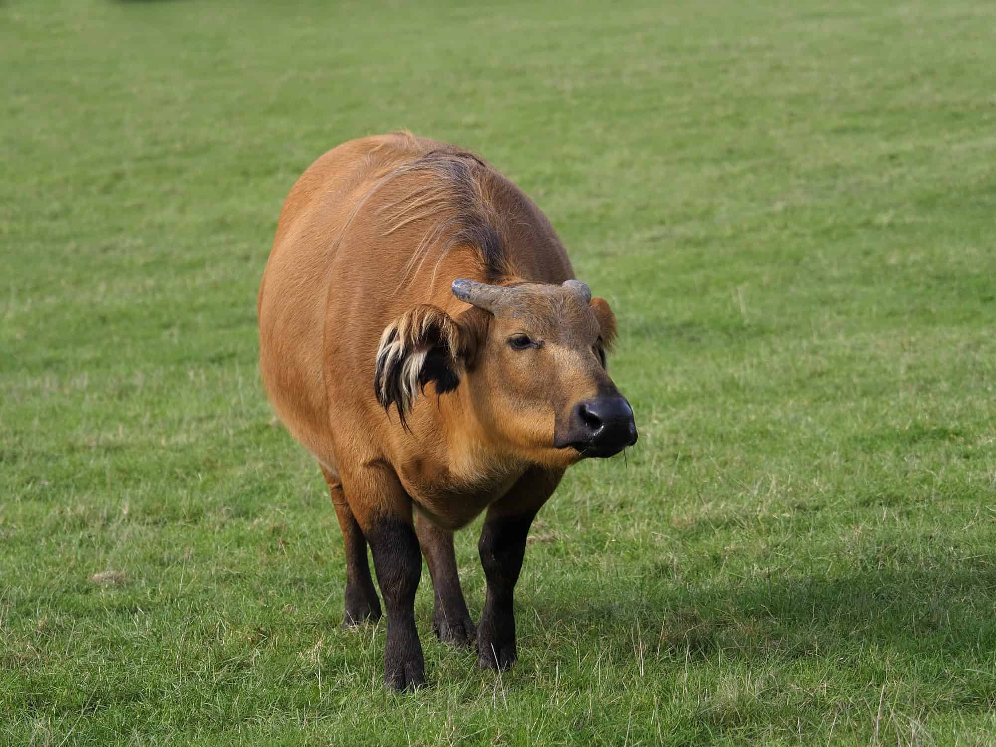 African Forest Buffalo