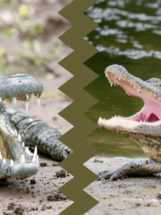 Watch: Alligator Eaten by Crocodile in Unbelievable Twist of Fate (Video)