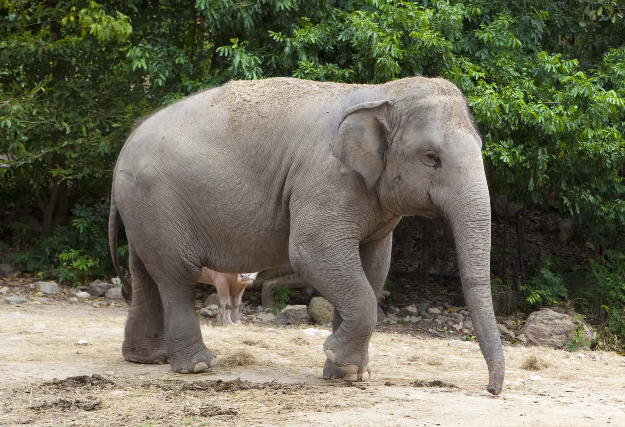 Asian Elephant