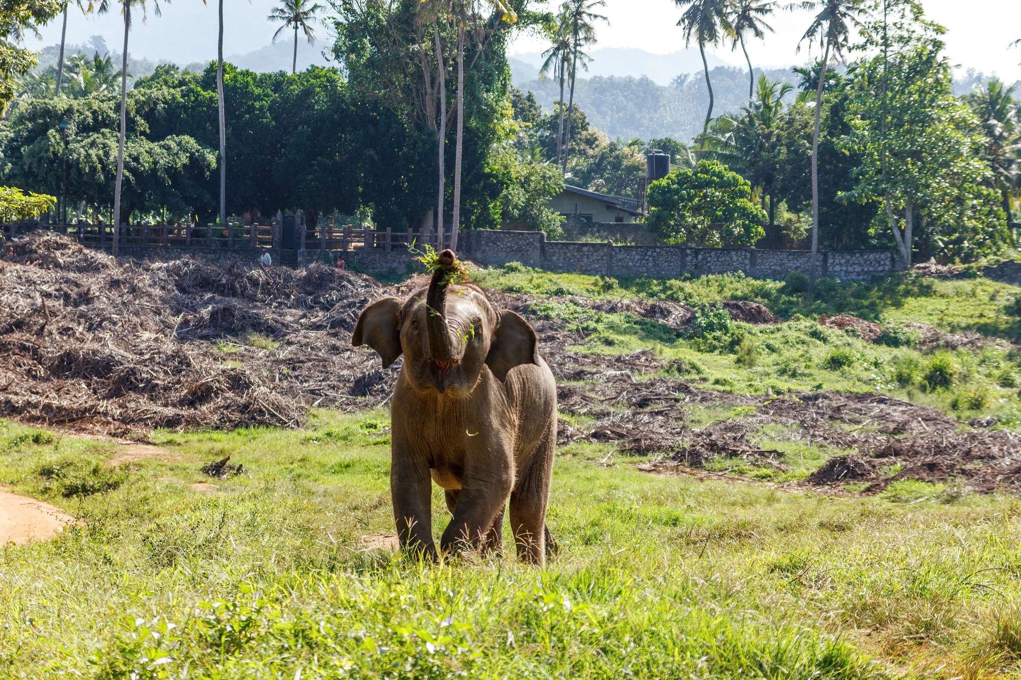 Asian Elephant