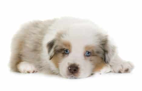 The Marvels Of The Australian Shepherd