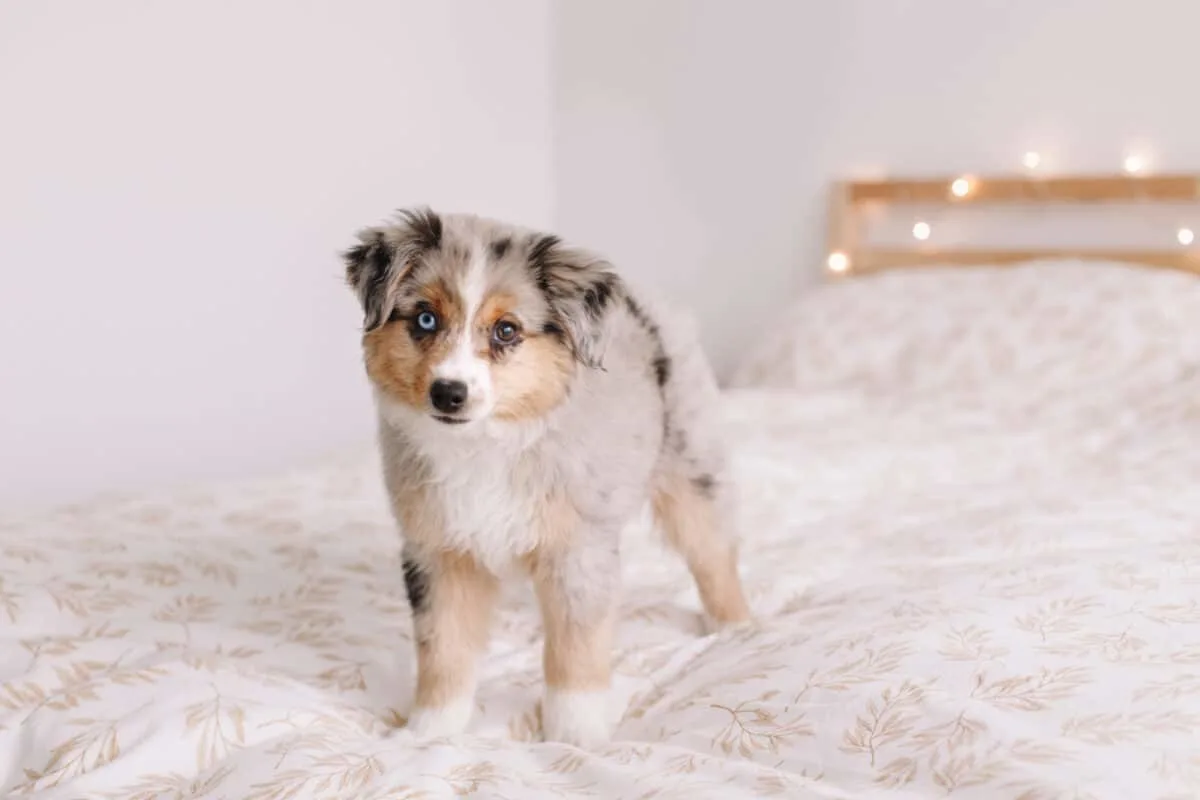 Australian Shepherd
