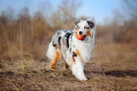 Top 10 Dog Breeds Most Prone to Severe Anxiety