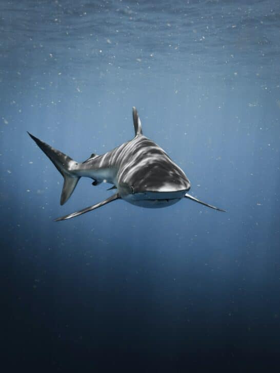 Explore Florida’s Bull Shark Population