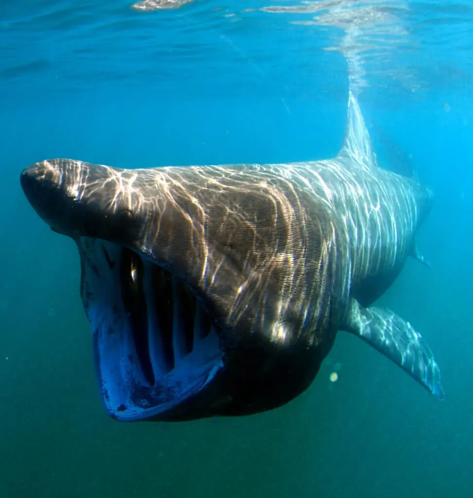 Watch a Kayaker's Close-Up with a Basking Shark 